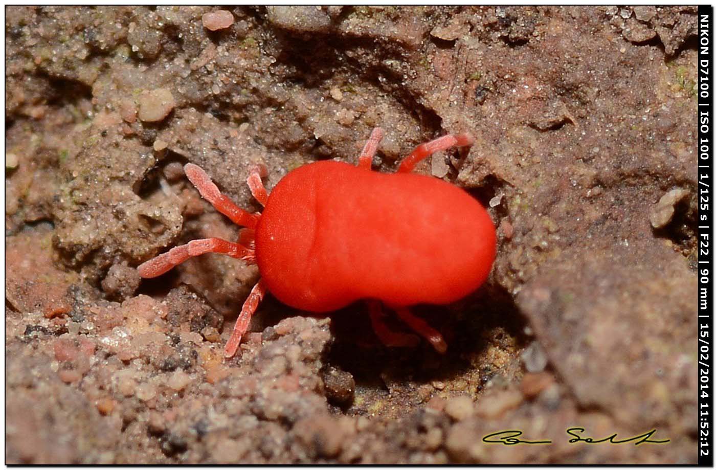 Trombidium sp.